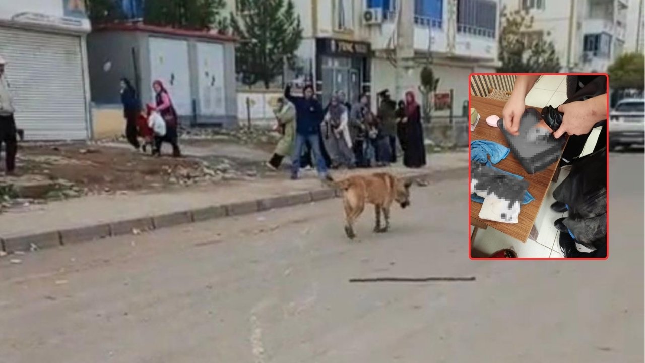Diyarbakır’da köpek iki kişiyi ısırdı