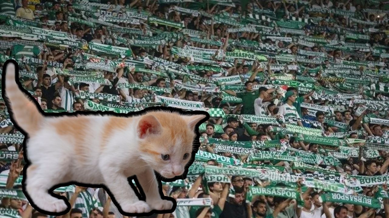 Bursa taraftarı ‘kediye’ dündü: Rica ediyoruz