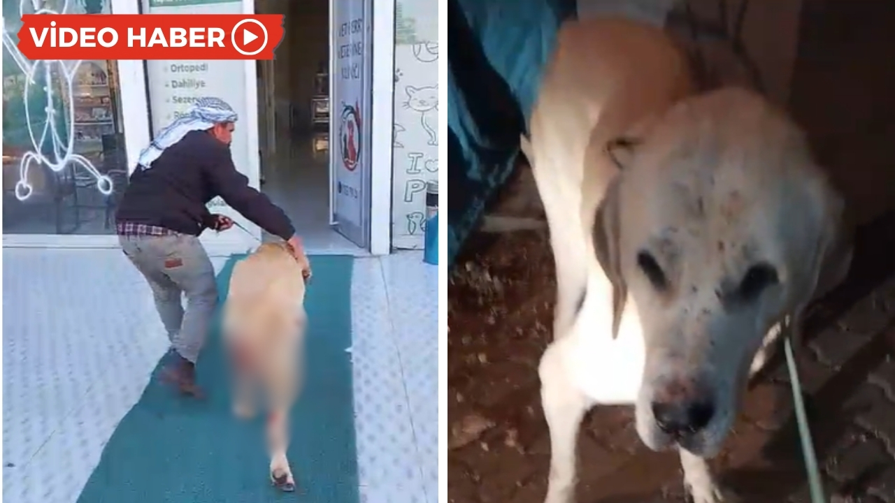 Diyarbakır'da insanlık öldü: Tecavüze uğrayan köpek kurtarılamadı