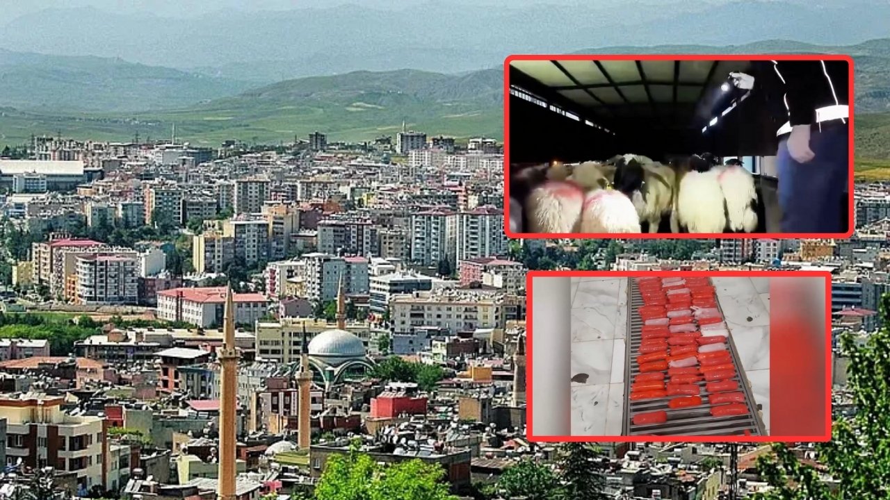 Koyunların karnında metamfetamin taşındı