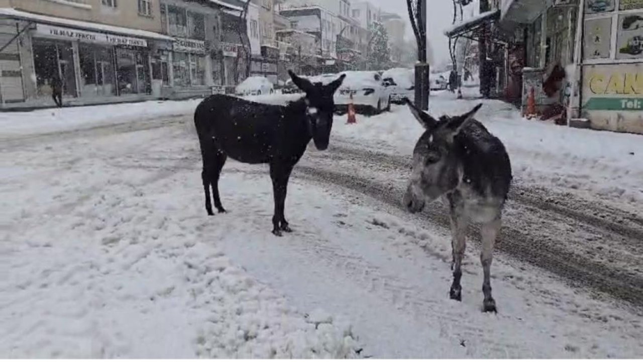 Diyarbakır'da vicdan ısıtan görüntü: Eşeklere sahip çıktı