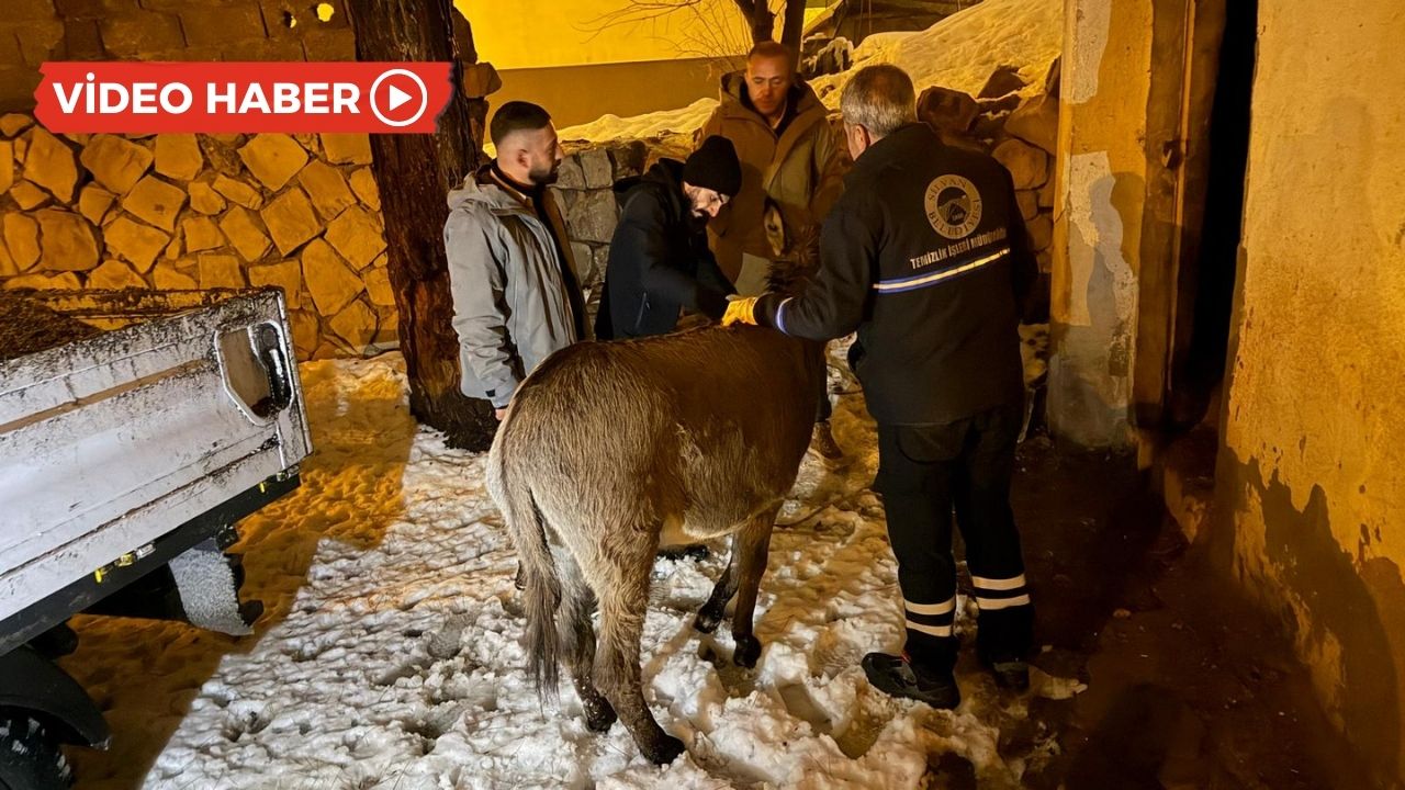 Diyarbakır’da kar altında kalan eşek kurtarıldı