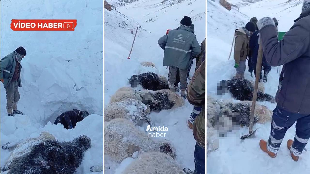 Üçüncü çığ faciası: Van’da kar kütleleri sürüyü yuttu
