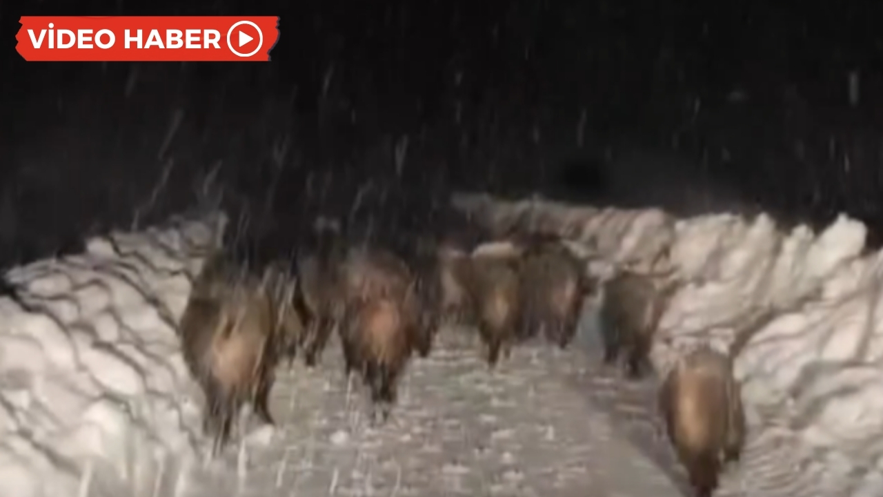 Siirt'te yaban domuzu sürüsü görüntülendi