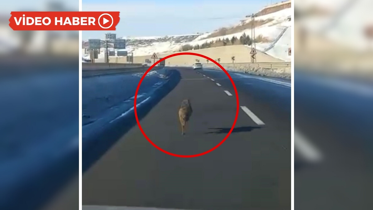 Diyarbakır: Ana yola çıkan kurt hız sınırını takmadı