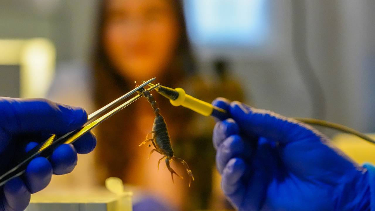 Diyarbakır’ın akrep terbiyecisi: Üniversiteye zehir hizmeti