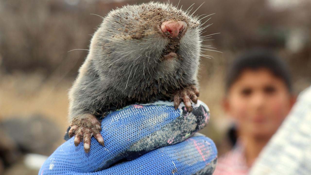 Kürtlerin ‘Mişkê Kor’unu bilim yeni keşfetti