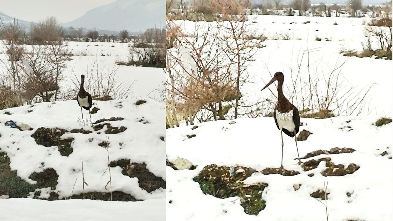 Göç etmeyi unuttu, Diyarbakır’a sığındı