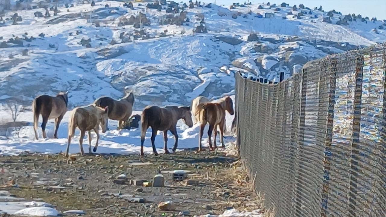 Yaban atları Diyarbakır’a indi