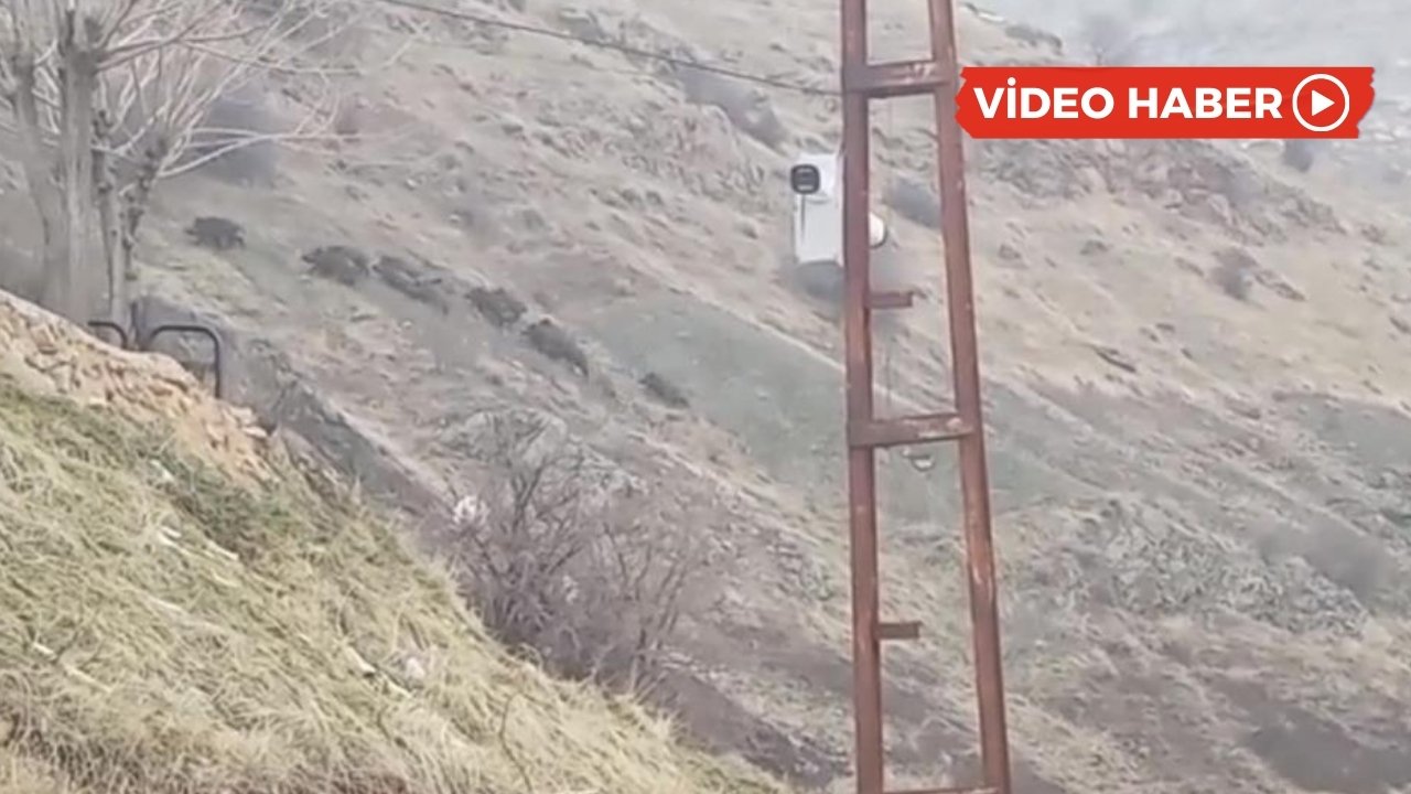 Domuzlar Diyarbakır’a indi