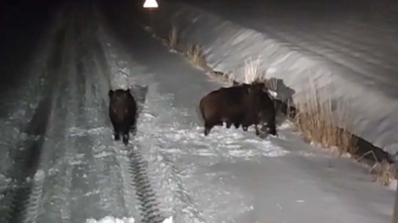 Diyarbakır’da aç kalan kurt ve domuz sürüsü şehir merkezine indi