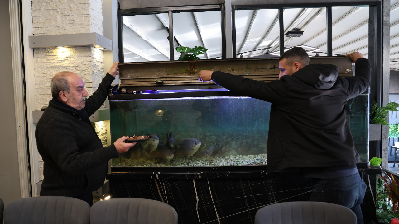 Diyarbakırlı işletmeci piranaları kelle paça ile besliyor