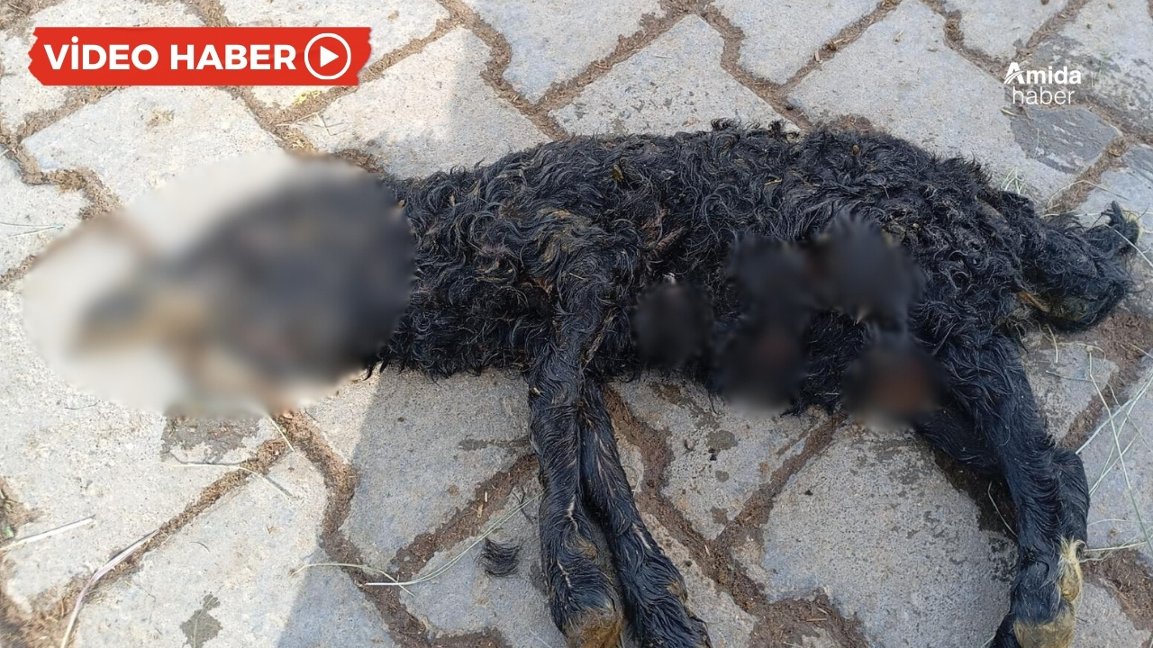 Van’da başsız kuzu: Uzman isimden hatalı ilaç uyarısı