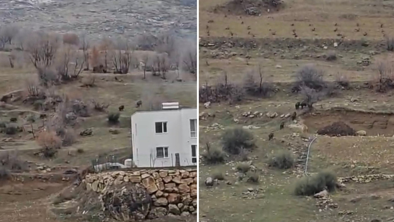 Diyarbakır’da yiyecek arayan domuz sürüsü yerleşim yerine indi