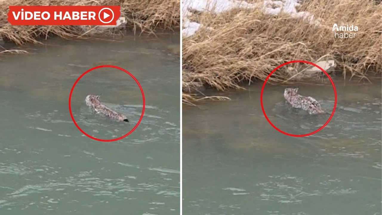 Van’ın ‘gizemli misafiri’ Norduz’da ortaya çıktı