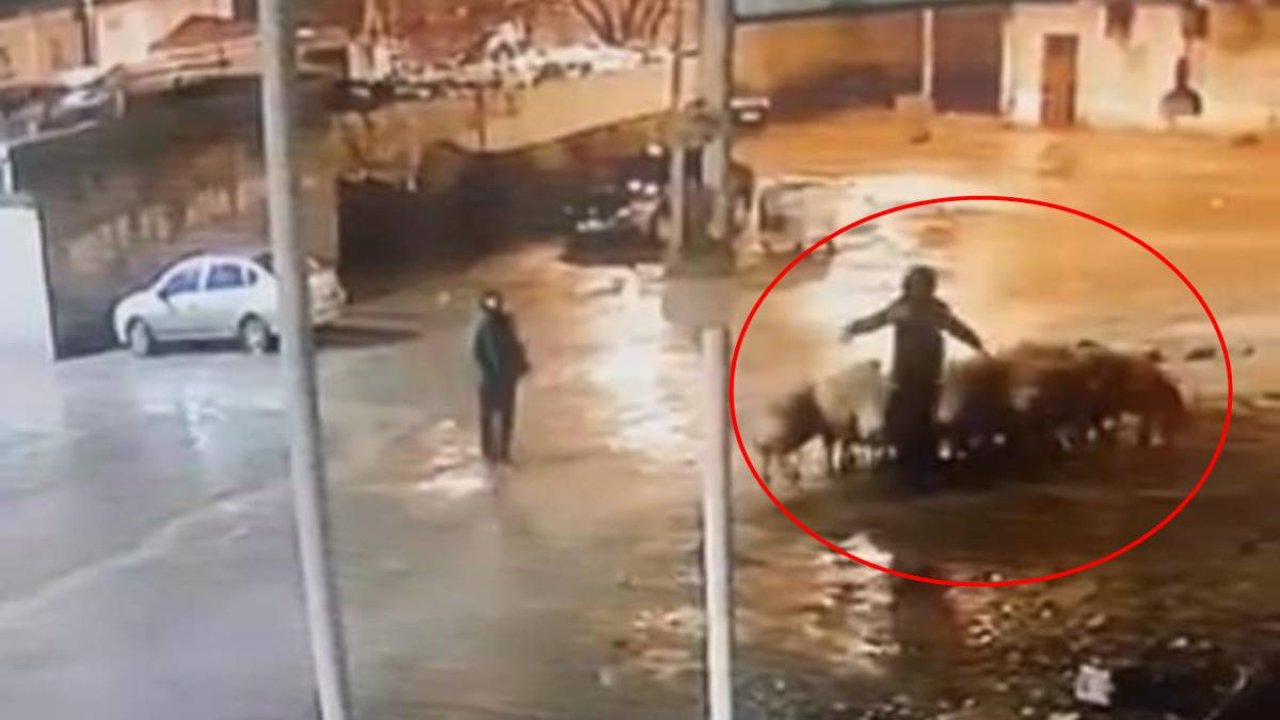 Şanlıurfa’da ahırdan 19 koyun çalındı