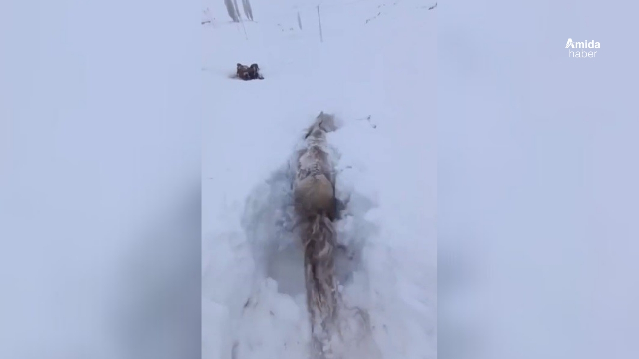 Kars'ta at kara saplandı