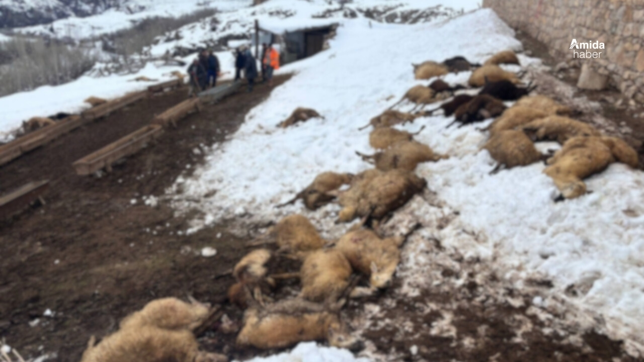 Yemden zehirlenen 80 koyun telef oldu