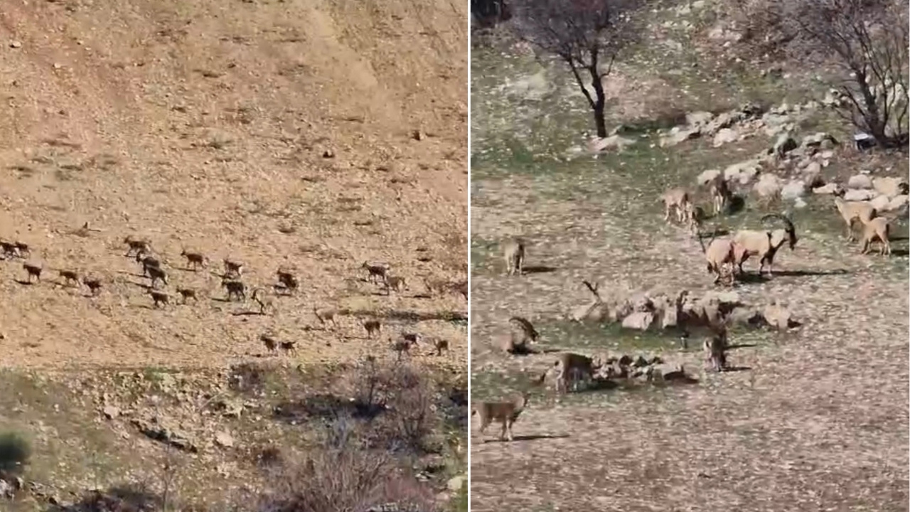Diyarbakır’da en büyük dağ keçisi sürüsü görüldü