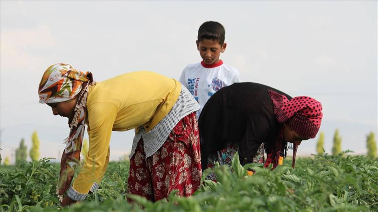 TÜİK açıkladı: Mevsimlik işçi ücretlerinde cinsiyet uçurumu