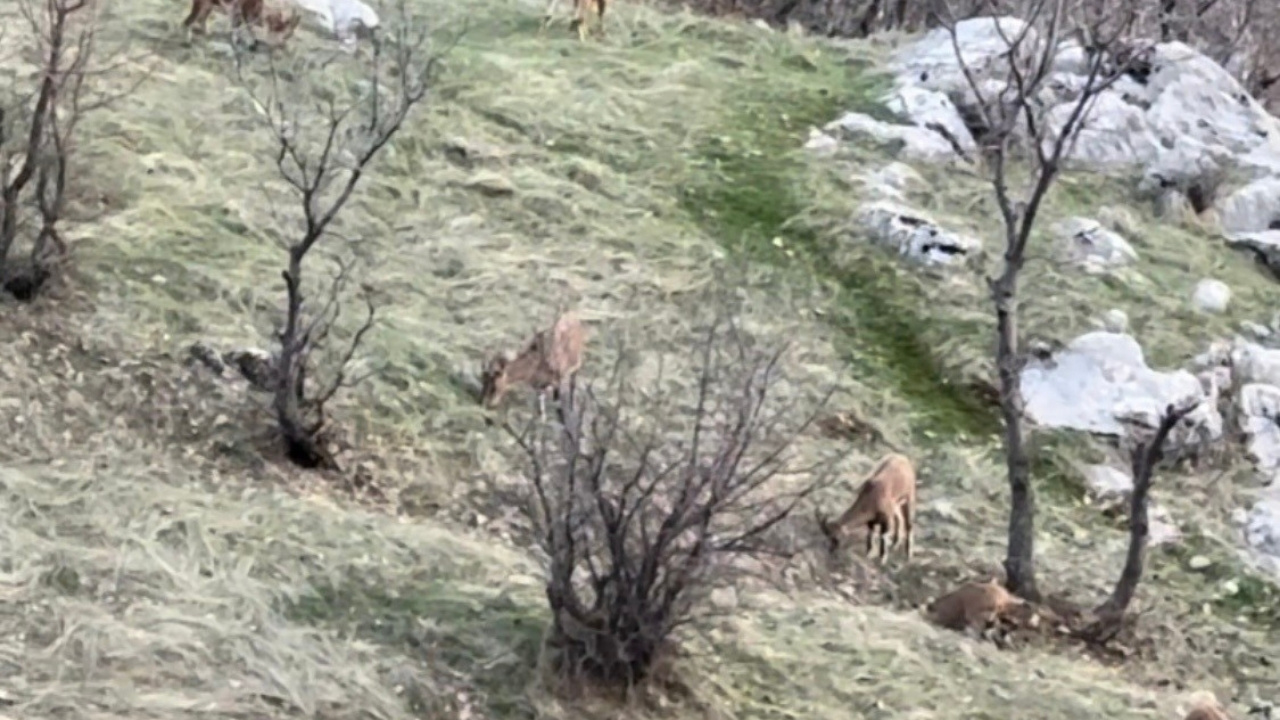 Diyarbakır’da dağ keçileri sürüsü görüldü