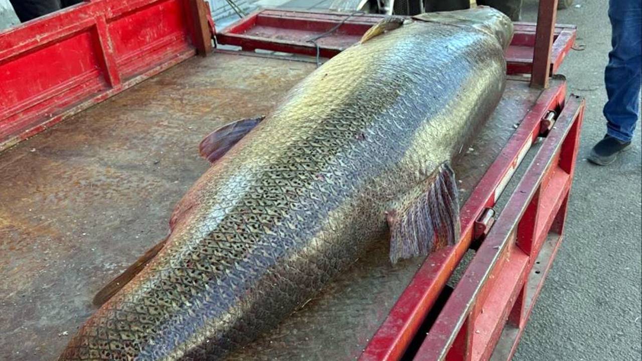 Diyarbakır’da 100 kiloluk dev balık yakalandı