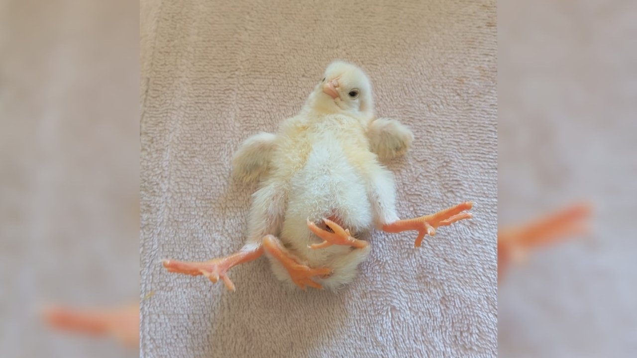 Kümeste şok oldular: Diyarbakır’da dört ayaklı civciv