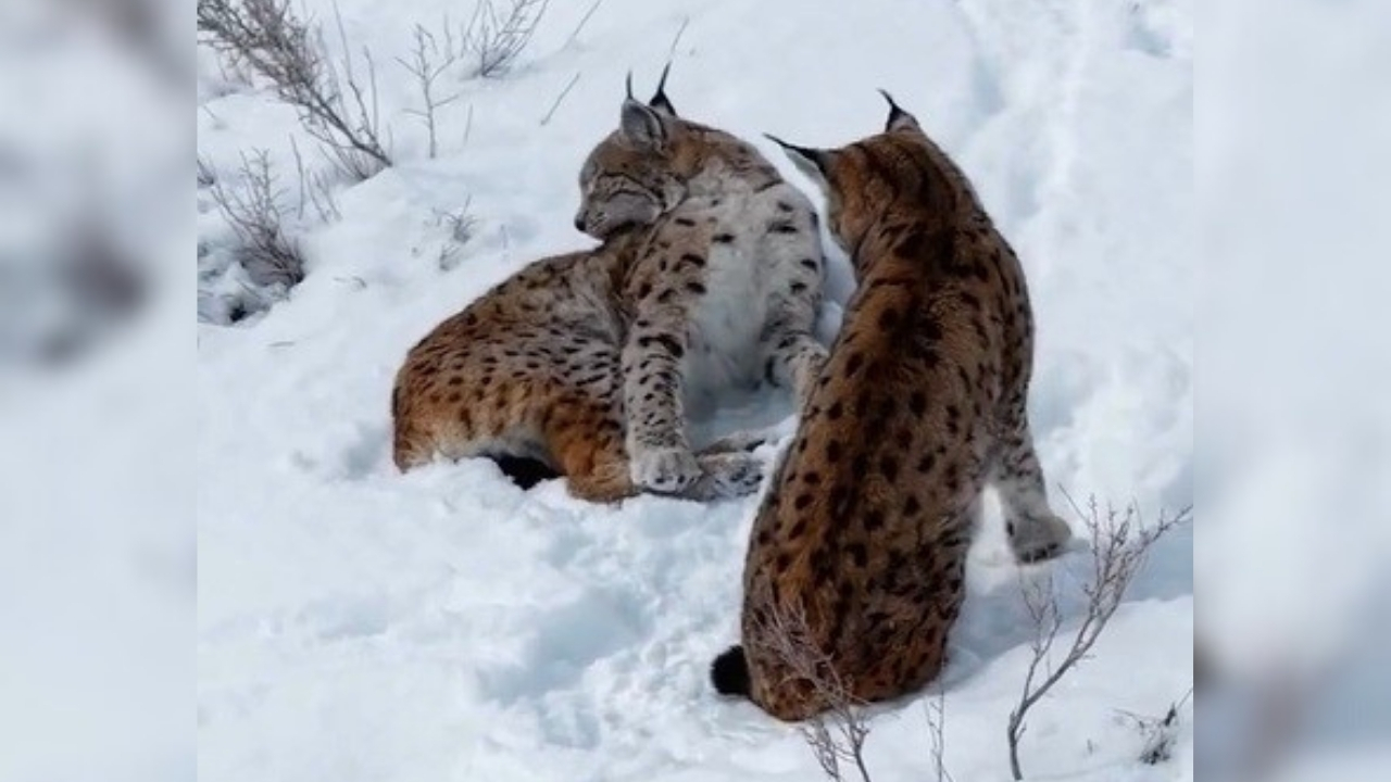 Erzincan’da Keşiş Dağı kırsalında iki vaşak görüntülendi
