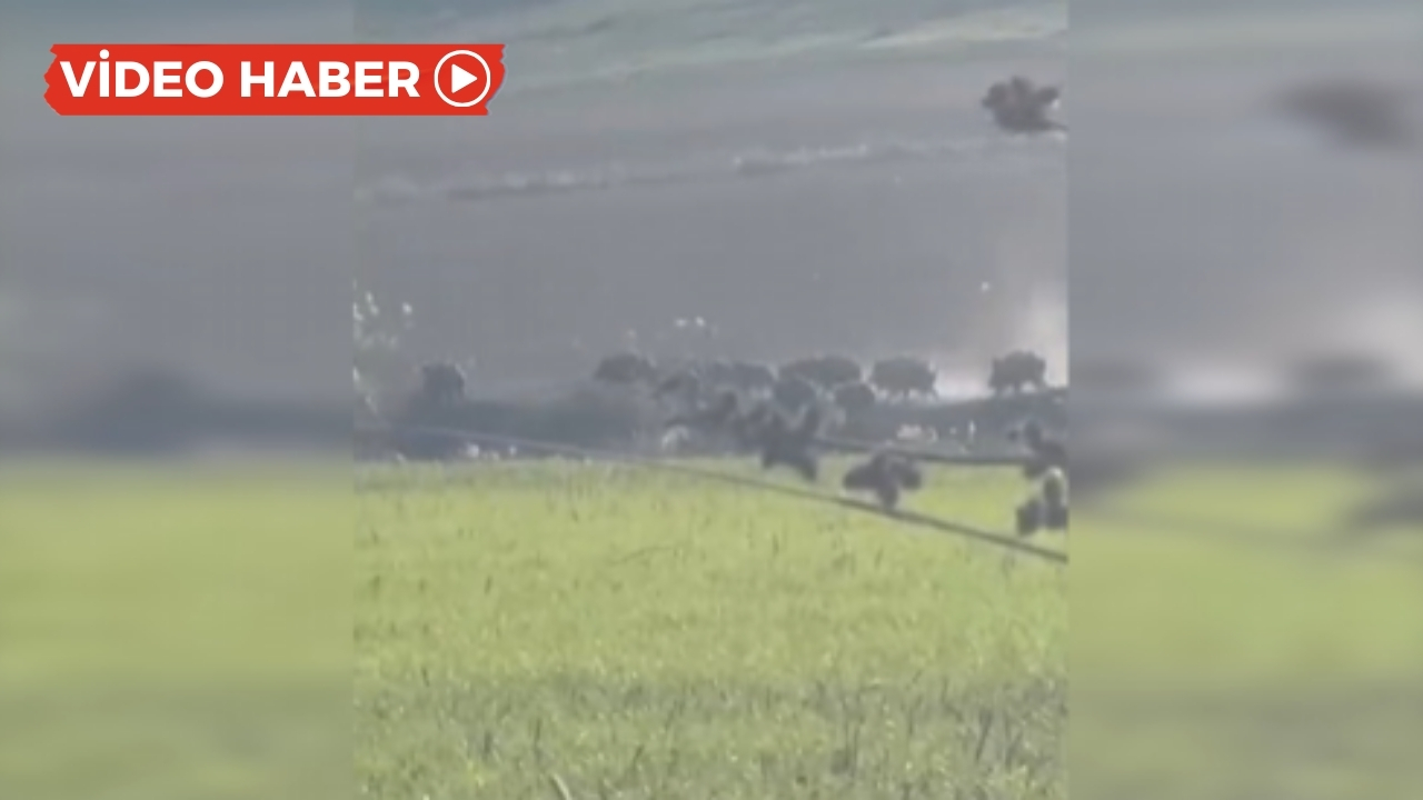 Diyarbakır’da aç kalan domuz sürüsü tarlaya indi