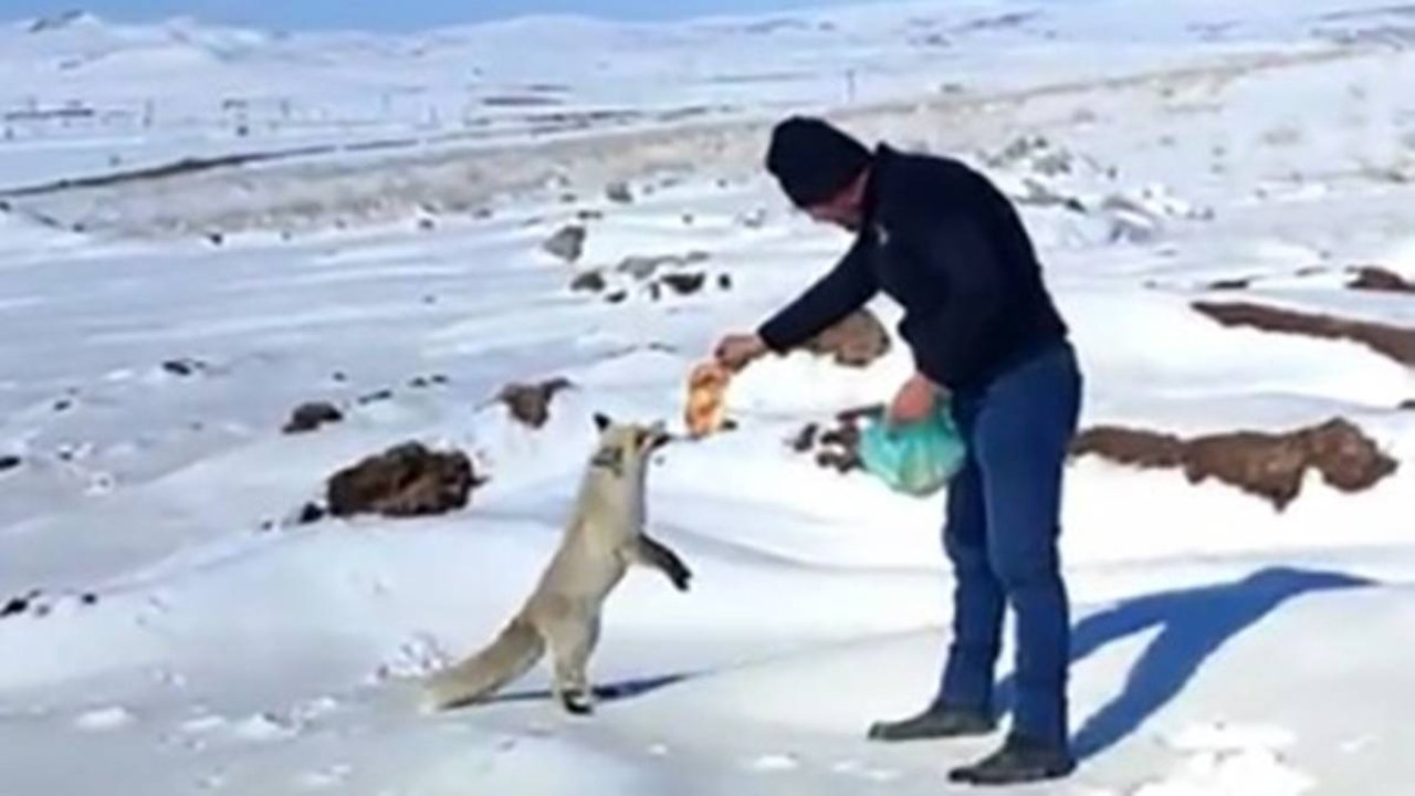 Maden işçileri aç kalan tilkiyi elleriyle besledi