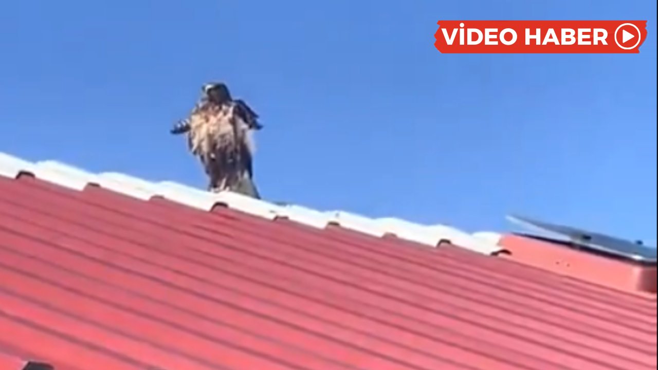 Diyarbakır’da yaralı şahinle ilginç diyalog