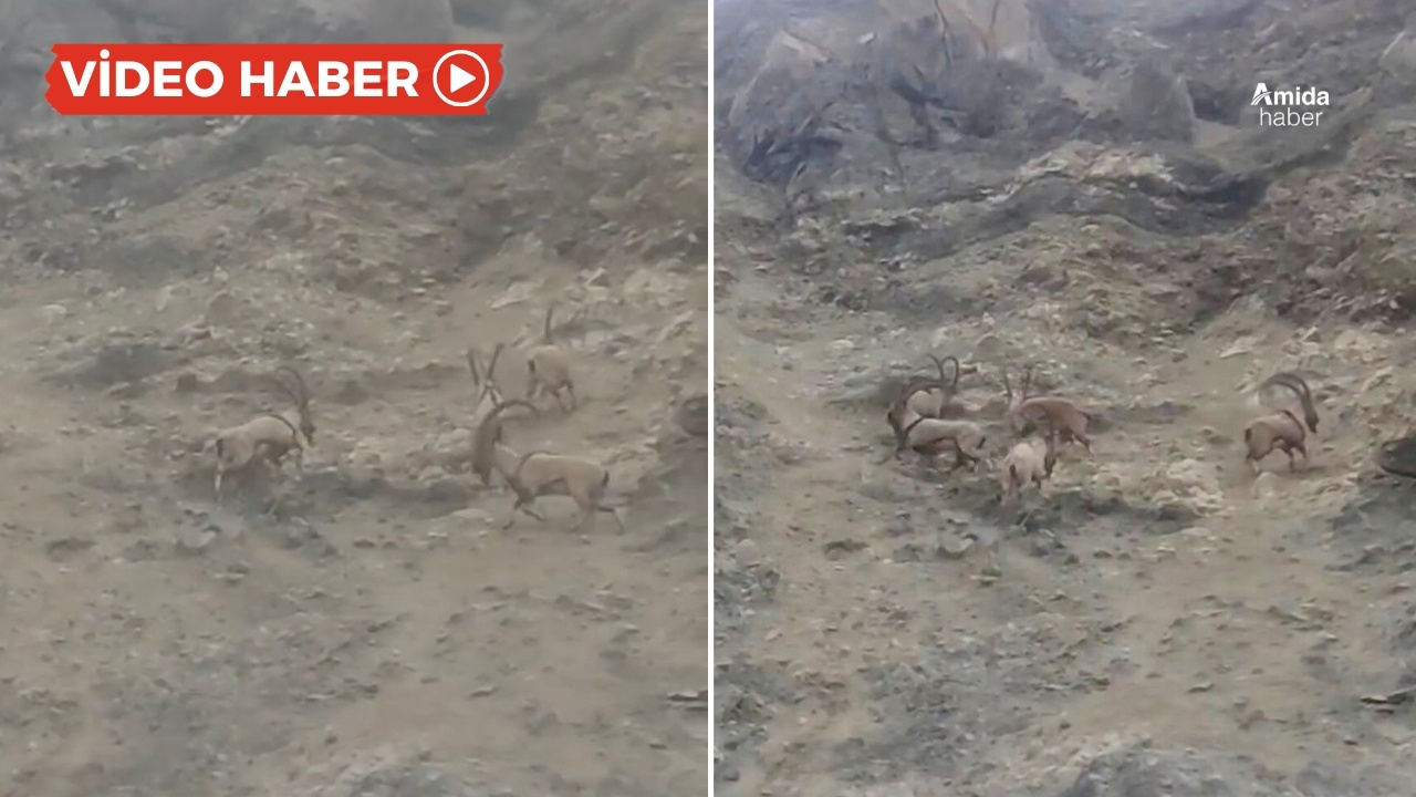 Diyarbakır'da dağ keçisi sürüsü görüntülendi