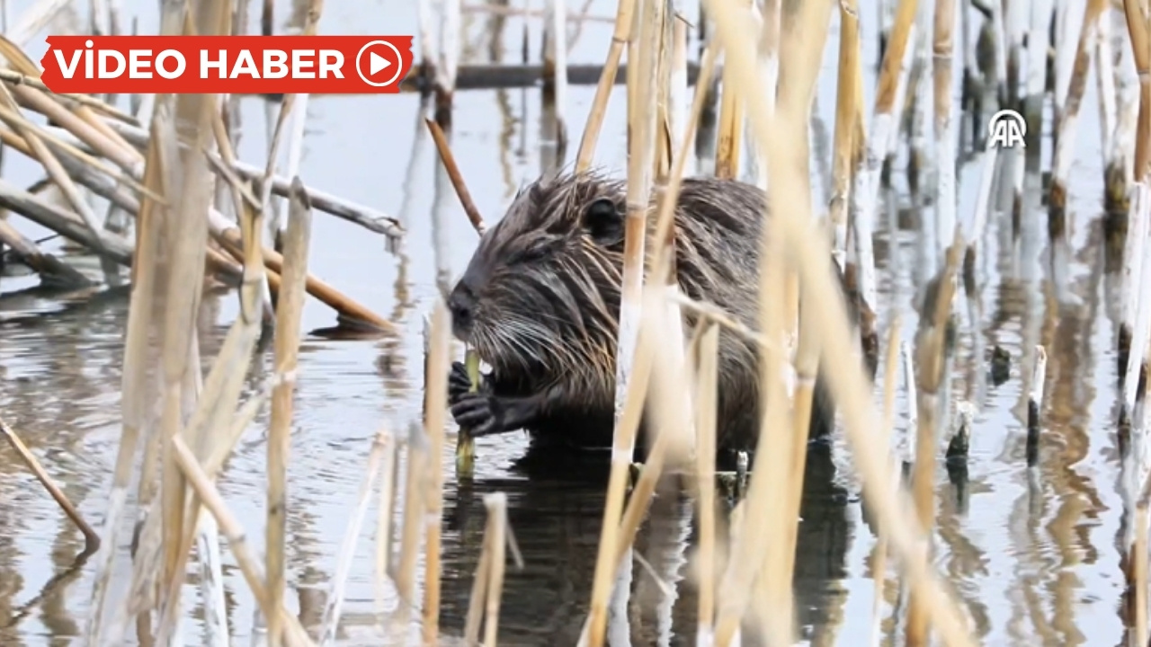 Ağrı’da su maymunu görüntülendi