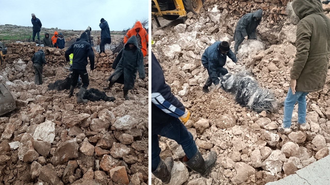 Mardin’de ahırın çökmesi sonucu 30 küçükbaş öldü