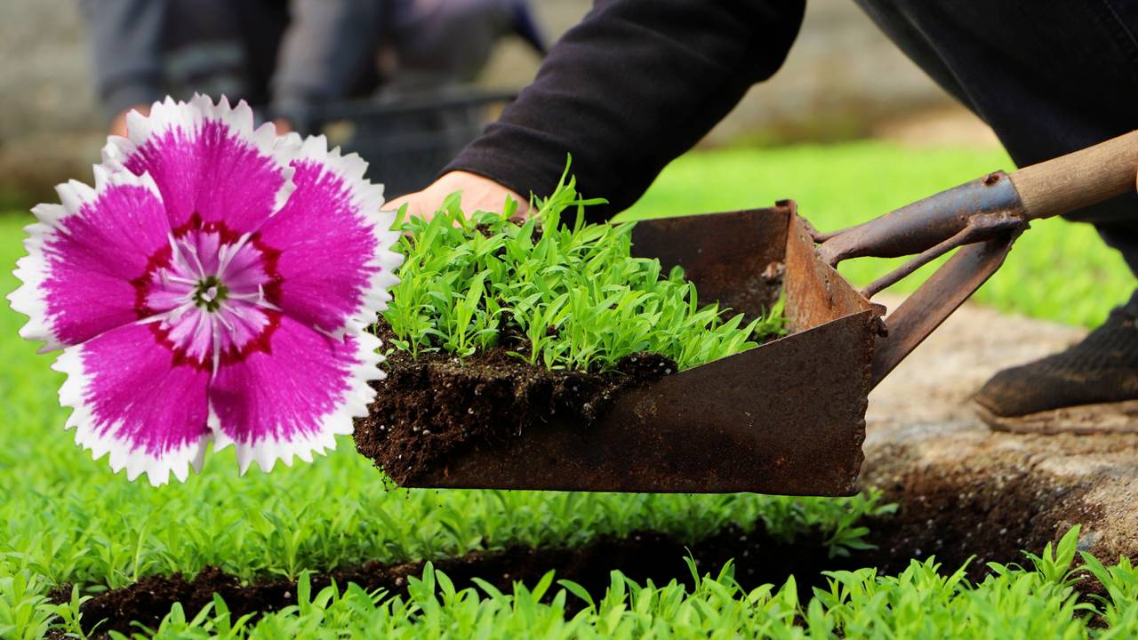 Diyarbakır’da 2 milyon Çin karanfili üretilecek