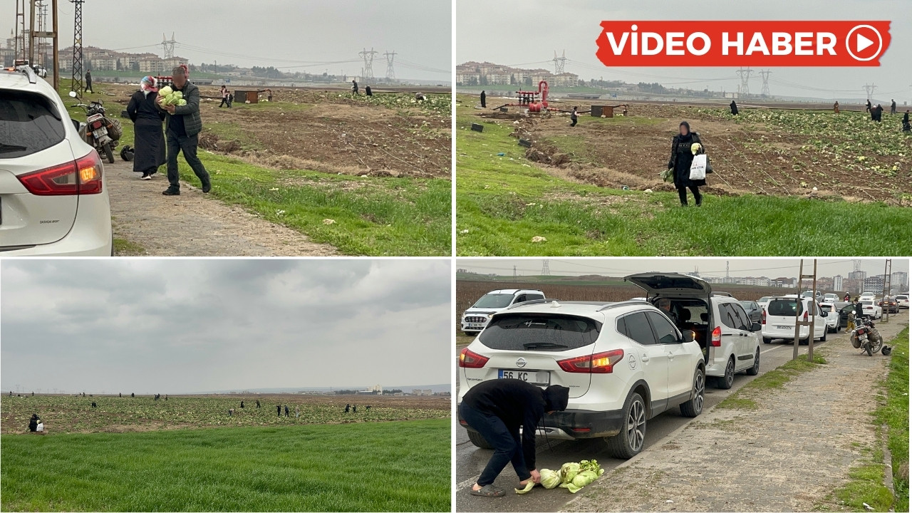 Batman’da bedava lahanayı duyan tarlaya koştu