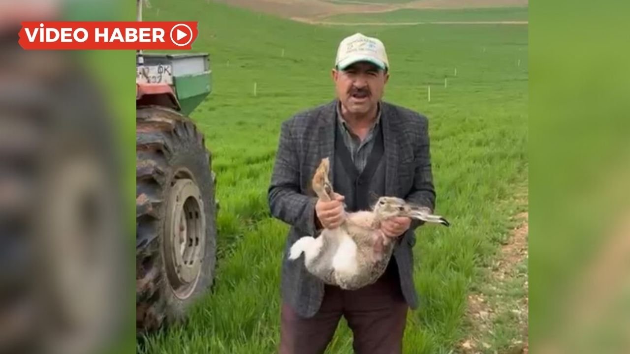 Diyarbakır: Gebe tavşanı kurtardı, avcılara seslendi