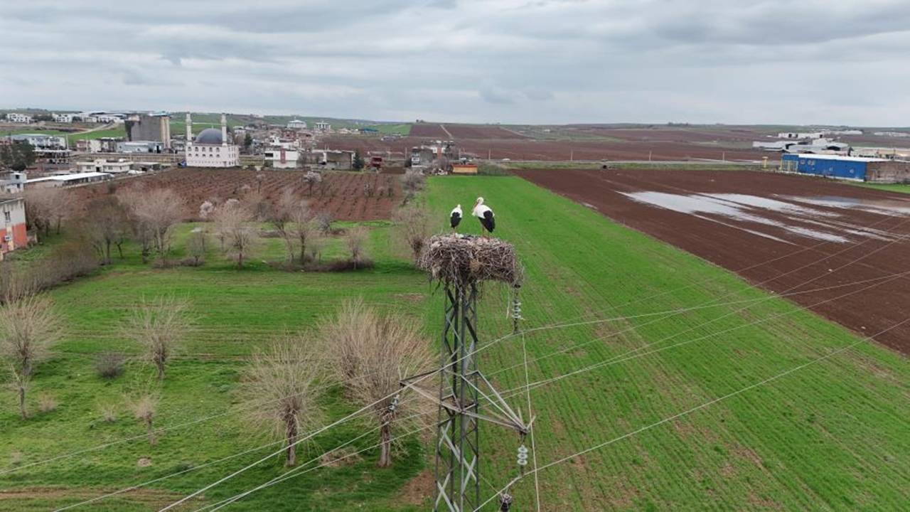 Diyarbakır’da göçmen leyleklerin dönüşü