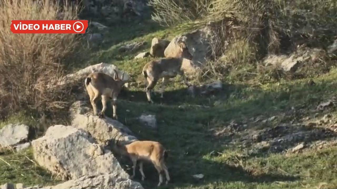 Diyarbakır'da dağ keçileri köye indi