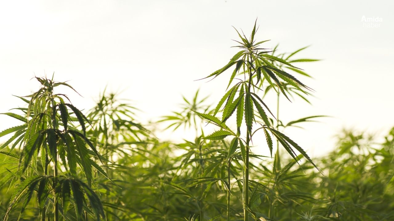 Bakanlık duyurdu: Kenevir üretimine kota geldi