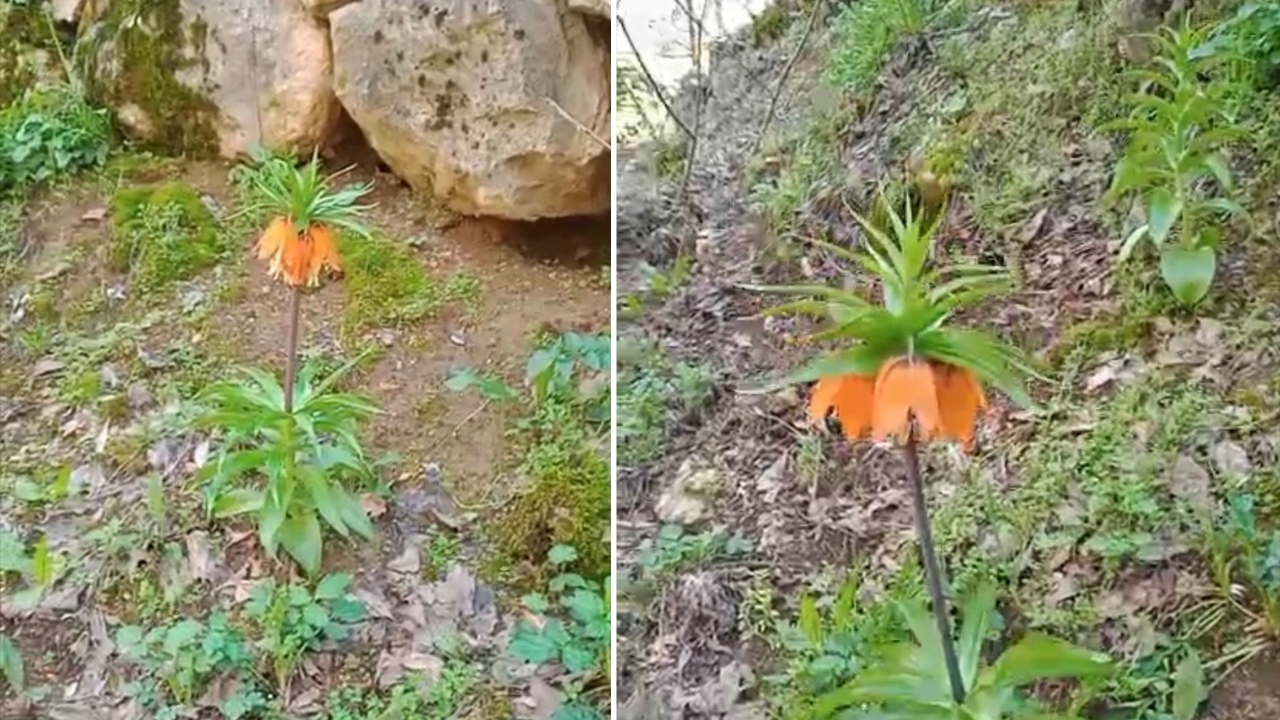 Diyarbakır’da bu çiçeği koparmanın cezası 577 bin lira