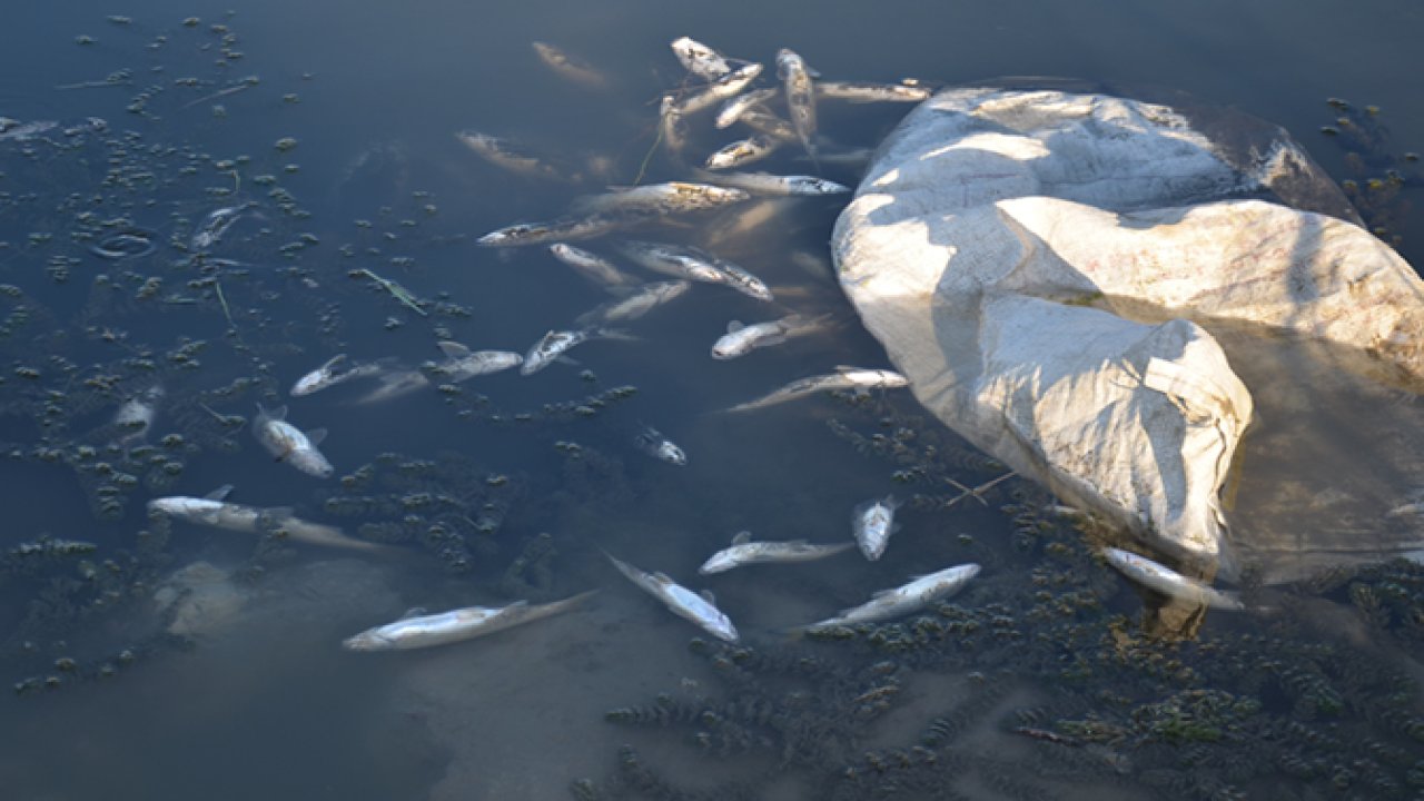 Tarım atıkları derelere karıştı balıklar telef oldu