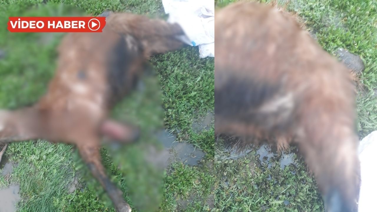 Diyarbakır’da köpekler koyun sürüsüne saldırdı