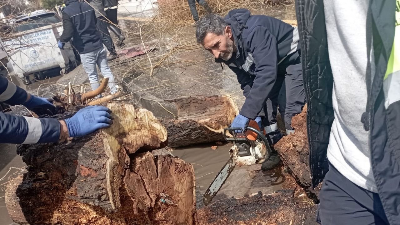 Diyarbakır'da ağaç kesimi sonrası belediyeden açıklama