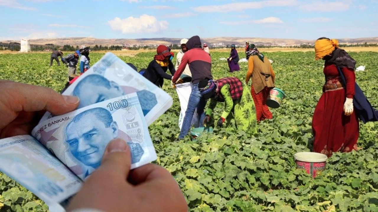 Mevsimlik işçilerde eşitsizlik derinleşti: Kadının maaşı 23, erkeğin 39