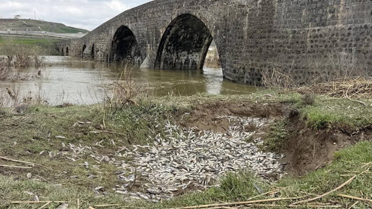 Diyarbakır’da binlerce balık öldü