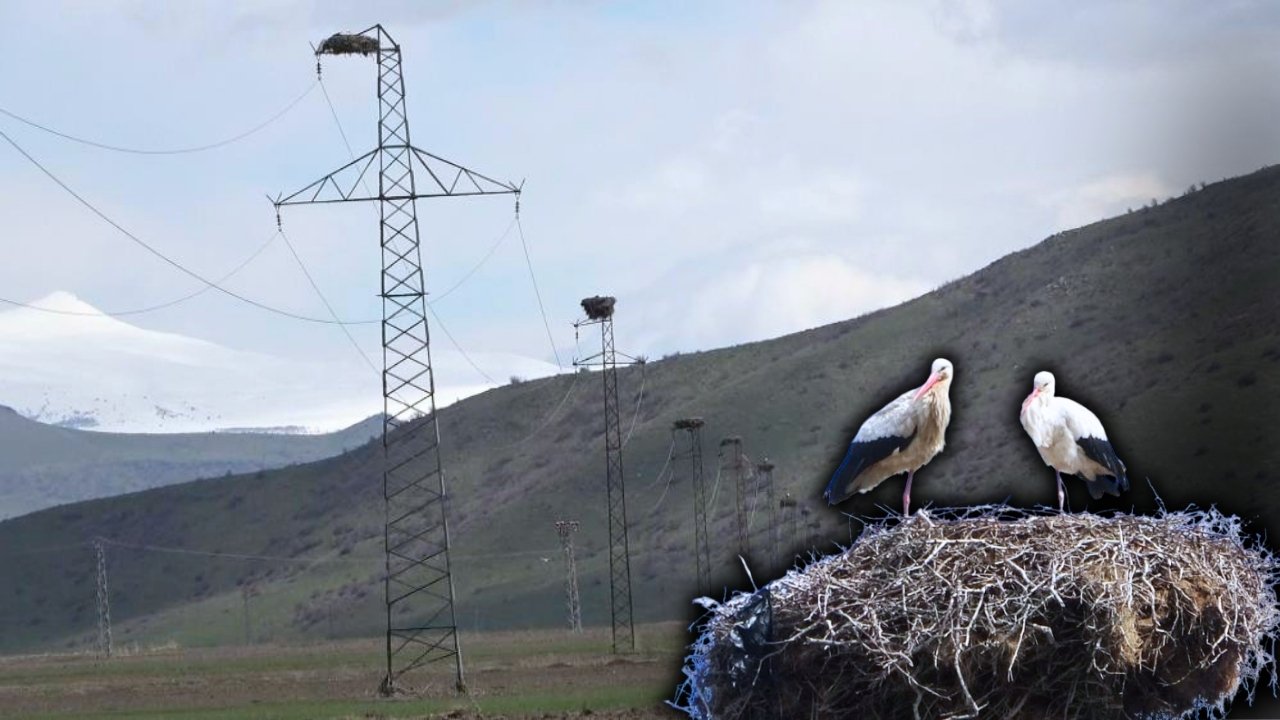 Göçten dönen leylekler 18 yuvayı doldurdu