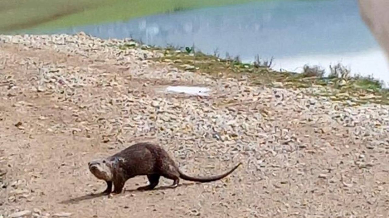 Siirt’te nesli tehlikedeki su samuru görüntülendi