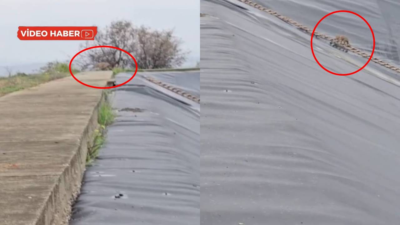 Gölete düşen çakalı itfaiye merdivenle kurtardı