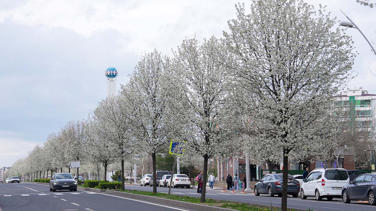 Diyarbakır armutla süslendi